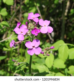 Pink Wildflowers At Sluice Boxes State Park In Little Belt Mountains, Montana
