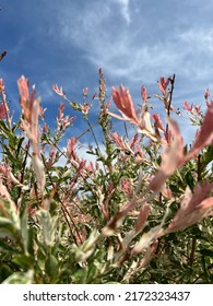 Pink Willow And Clouds In The Background