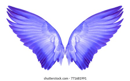 Pink Wing Bird On White Background Stock Photo 771681991 | Shutterstock