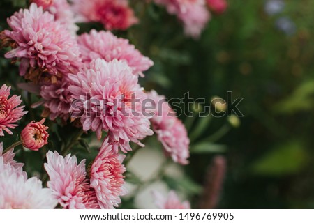  pink winter chrysanthemum flowers with space for text. garden chrysanthemum