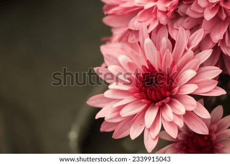 pink winter chrysanthemum flowers with space for text. garden chrysanthemum