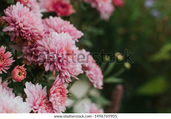 pink winter chrysanthemum flowers with\
space for text. garden\
chrysanthemum