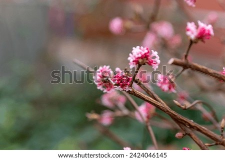 a pink winter fastball flower blooms in early spring