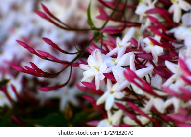 pink white jasmine