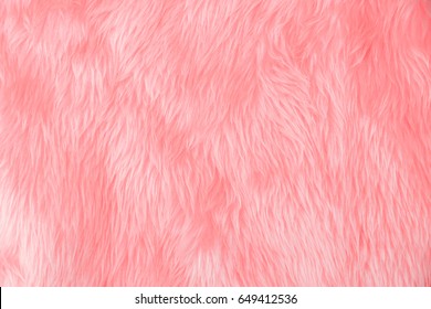 Pink wool , soft fur texture , beautiful Wool hair , Abstract fabric background , natural sheep skin top view