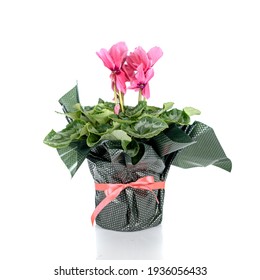 Pink Wrapped Cyclamen, White Background, Pot, Wrapped Plant, Colorful Flower, Beautiful Gift.