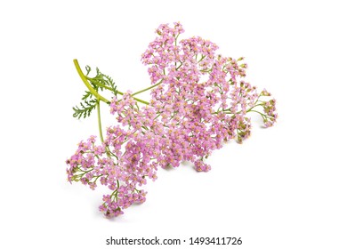 3,745 Pink yarrow Images, Stock Photos & Vectors | Shutterstock