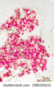 Pink Yarrow Flowers In Water