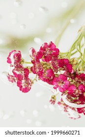 Pink Yarrow Flowers In Water