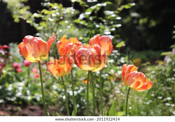 Pink, yellow\
and apricot color Parrot Tulips Amazing Parrot bloom in a garden in\
June 2021. Idea for postcards, greetings, invitations, posters and\
Birthday decoration,\
background