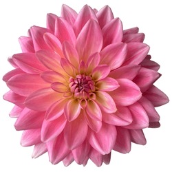 Pink Yellow Blooming Dahlia Flowers White Background
