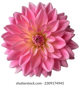 Pink yellow blooming dahlia flowers white background