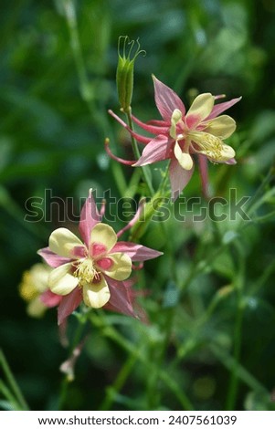 Pink and Yellow columbine flowers - Latin name - Aquilegia Swan Pink and Yellow