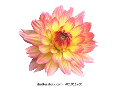 50,410 Dahlia Isolated Stock Photos, Images & Photography 