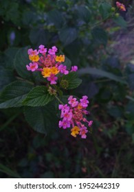 Coronitas rosadas y amarillas