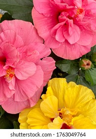 Pink Yellow Hibiscus FLowers, Top View.  Tropical Background With Red Pink Hibiscus Large Double Flower 