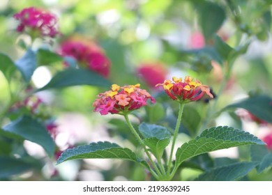 Pink And Yellow Lantana Blooms