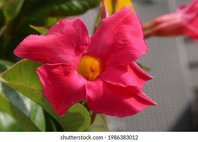 Mandevilla Sanderi Bilder Arkivbilder Og Vektorer Shutterstock