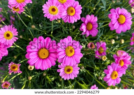 Pink yellow Margarita flowers in sunny garden, close up