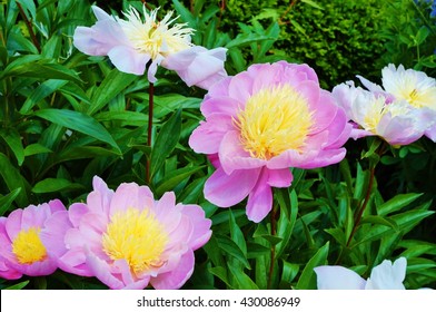 Pink And Yellow Raspberry Sundae Peony Flowers