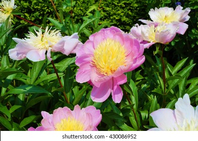 Pink And Yellow Raspberry Sundae Peony Flowers