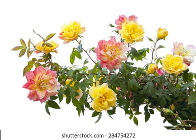 Pink And Yellow Rose Bush Isolated On White Background