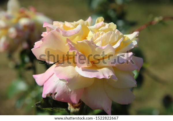 Pink Yellow Tender Rose Beautiful Natural Stock Photo Edit Now