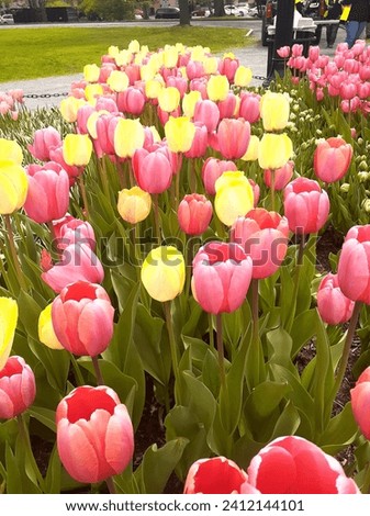 Pink and Yellow Tulips In A Row - Starburst - Tulips From the Spring Tulip Festival - IG-FB-Pinterest “Tulip-A-Day” #jrkdenterprises