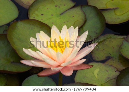 Similar – A yellow water lily on dark background