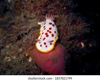 Pink Yellow And White Nudibranch NSW Australia