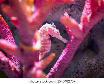 pink seahorse