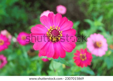 Pink Zinia Flower Bloom in Garden