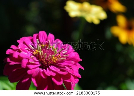 Pink Zinnia flower bud in macro shot. Creative gardening image with selective focus and dark unfocused background.
