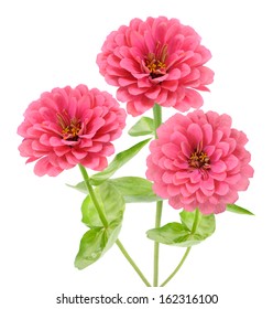 Pink Zinnia Flower Isolated On White 