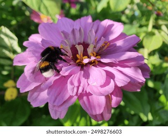 Pink zinnia in the garden. A bumblebee pollinates a zinnia flower. Bee collecting pollen on a pink zinnia flower in a garden - Powered by Shutterstock