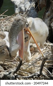 Pink-backed Pelican Mother Feeding A Chick