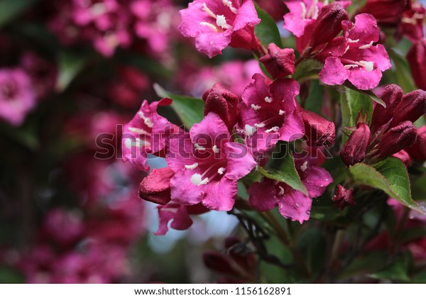 Pinke Blumen Stock Photo Edit Now