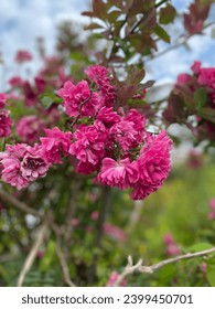 #pinkflower #flower #blossoming #spring #beautiful