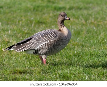 125,875 Pink Feet Images, Stock Photos & Vectors | Shutterstock