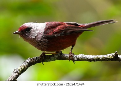 Pink-headed Warber From Guatemalan Highlands