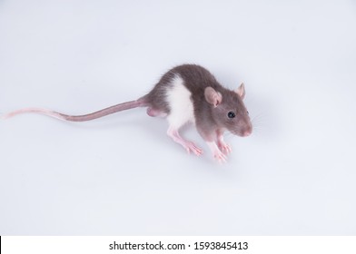 Pinky Mouse Images Stock Photos Vectors Shutterstock