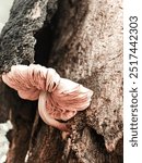 A pinkish mushroom growing from the crevice of a tree