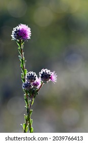 Pinkish Purple Flowers Of The Australian Native Myrtle Kunzea Capitata, Family Myrtaceae, Growing In Heath In Sydney, NSW, Australia. Spring Flowering In Sunny, Damp Heathland