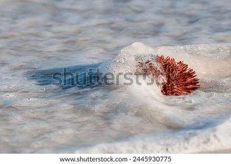 A pinkish red live Short Spined Sea Urchin, Lytechinus variegatus, is washed by the incoming tide at the beach. The water swirls around the spiny marine creature.