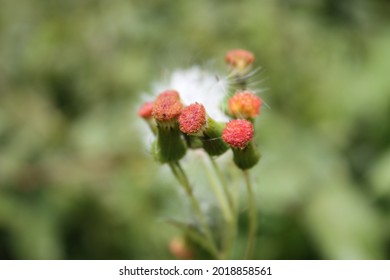 Pink-orange Flowers Stuck Together In A Green Background