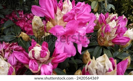 Pink-purple flowers of Rhododendron 'Van'