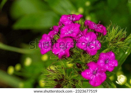 Pink-purple fragrant clove carnations (Dianthus barbatus, Sweet William's, Turkish carnation) are blooming in the garden. Water drops on the flowers. Floriculture.