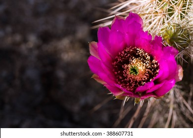 Pink/purple Hedgehog cactus blooming in South Mountain, Phoenix, Arizona
