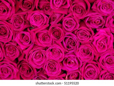 pinkrose background ,natural texture