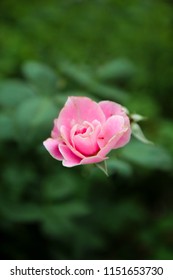 pinkrose in garden